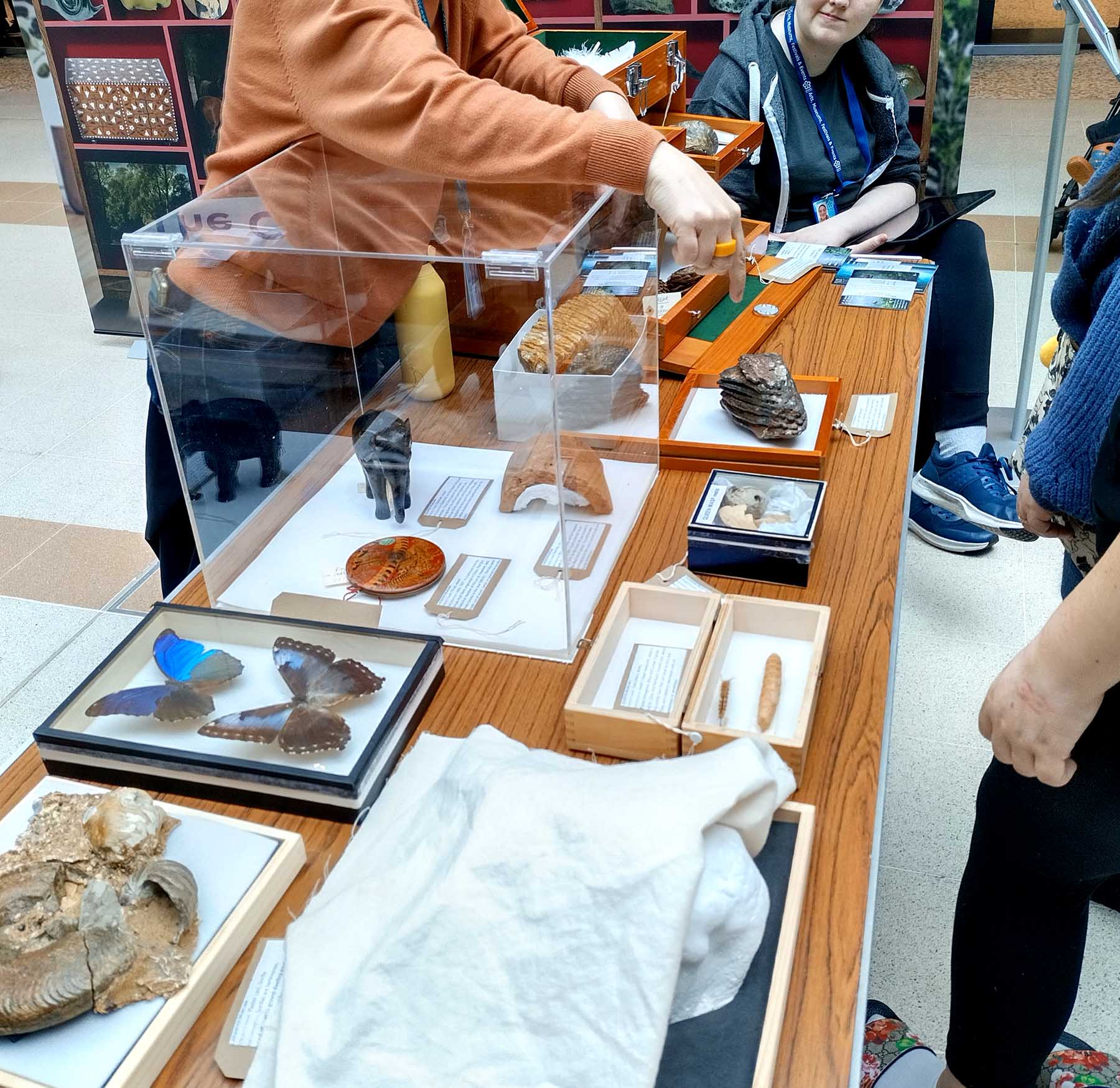 The ‘Cabinet of Curiosity’ at Beaumont Shopping Centre