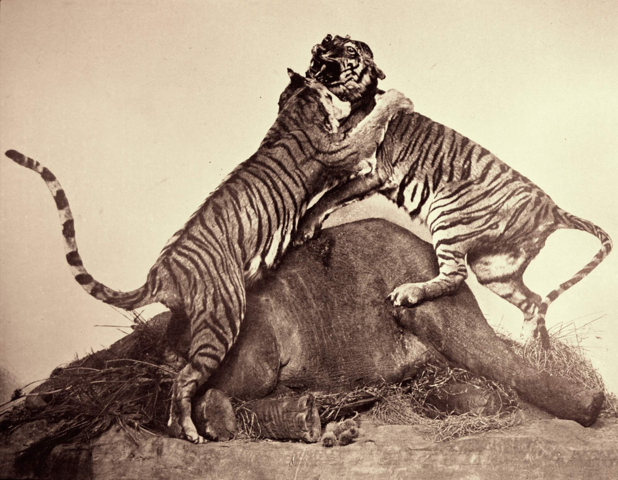 The 1886 ‘Fighting Tigers’ display.